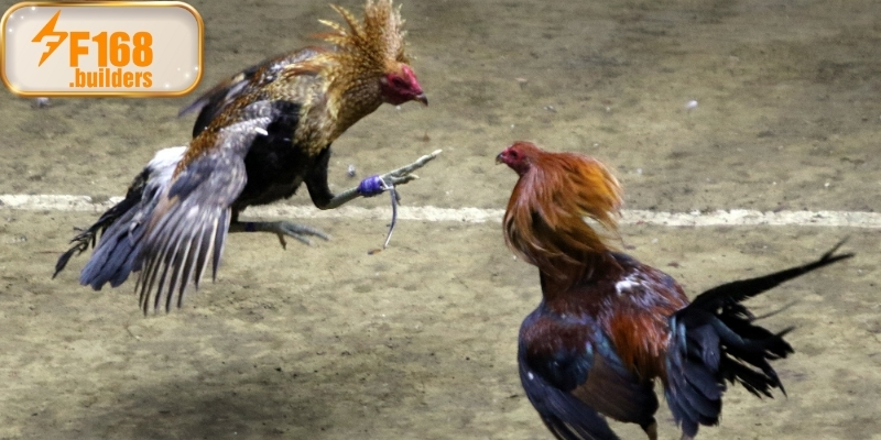 Giới thiệu chung về khái niệm đá gà Campuchia Giới thiệu chung về khái niệm đá gà Campuchia