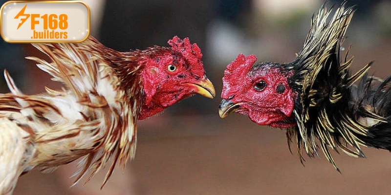 Kinh nghiệm của chuyên gia khi xem và dự đoán đá gà Campuchia Kinh nghiệm của chuyên gia khi xem và dự đoán đá gà Campuchia