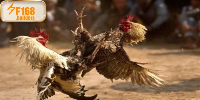 Ưu điểm khi xem đá gà Campuchia tại F168 Ưu điểm khi xem đá gà Campuchia tại F168