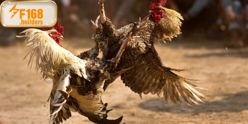 Cách tham gia và theo dõi đá gà cựa dao tại nhà cái F168 Cách tham gia và theo dõi đá gà cựa dao tại nhà cái F168