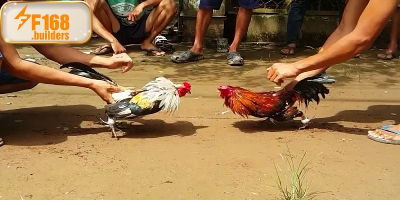 Đá gà cựa sắt – Sức mạnh, tốc độ và bản lĩnh chiến kê