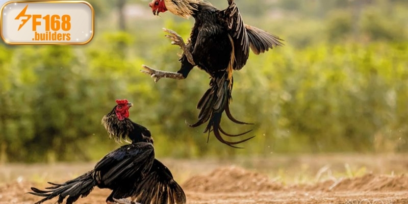 Luật chơi đá gà cựa sắt chi tiết trong năm 2025 Luật chơi đá gà cựa sắt chi tiết trong năm 2025