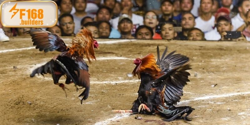 Đá gà F168 sở hữu giao diện trực tuyến hiện đại nhất 2025 Đá gà F168 sở hữu giao diện trực tuyến hiện đại nhất 2025