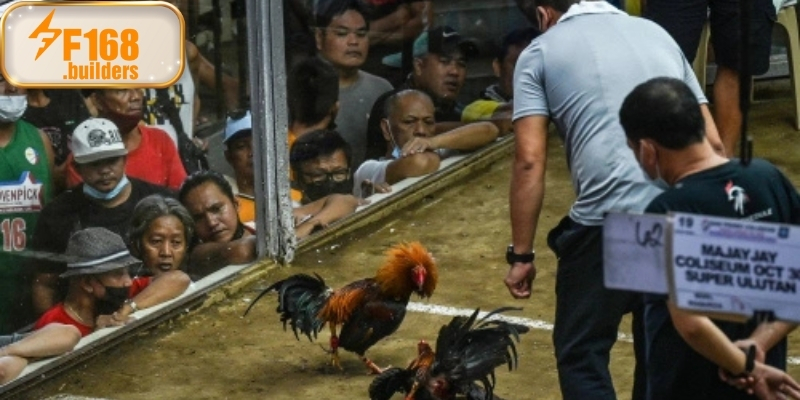 Khái niệm chung về bộ môn đá gà Philippines Khái niệm chung về bộ môn đá gà Philippines