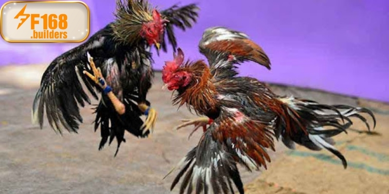 Ưu điểm khi theo dõi đá gà Philippines tại F168 Ưu điểm khi theo dõi đá gà Philippines tại F168