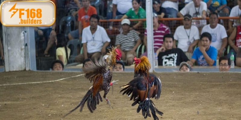 Khái niệm đá gà tre xóm làng dành cho tân binh Khái niệm đá gà tre xóm làng dành cho tân binh