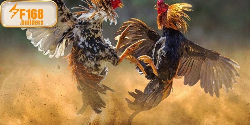 Kinh nghiệm nuôi và huấn luyện gà tre đá xóm làng Kinh nghiệm nuôi và huấn luyện gà tre đá xóm làng