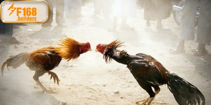 Kinh nghiệm xem đá gà online cho người yêu gà làng Kinh nghiệm xem đá gà online cho người yêu gà làng