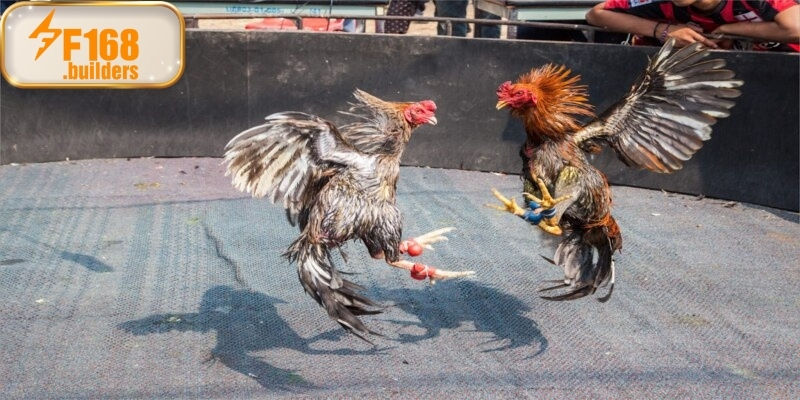 Kinh nghiệm của chuyên gia khi xem đá gà trực tiếp hiệu quả