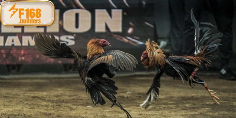 Ưu điểm của xem đá gà trực tiếp tại F168